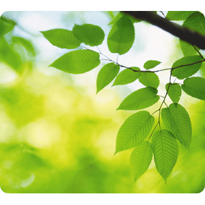 MOUSEPAD EARTH SERIES -HOJAS